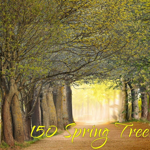 150 Realistic Trees Clipart, Forest Digital Tree Cut Out, Green Tree Photoshop Overlays, Spring Tree Photo Overlay, PNG Transparent clip art
