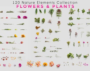 270 Botanical Nature PNG, Blossom Flowers, Green Leaves, Dry Sticks, Organic Foliage, Spring Plant