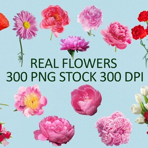300 Real Flowers PNG, Red White Flower Clipart, Rose Flower Photo Overlays, Summer, Spring image 3