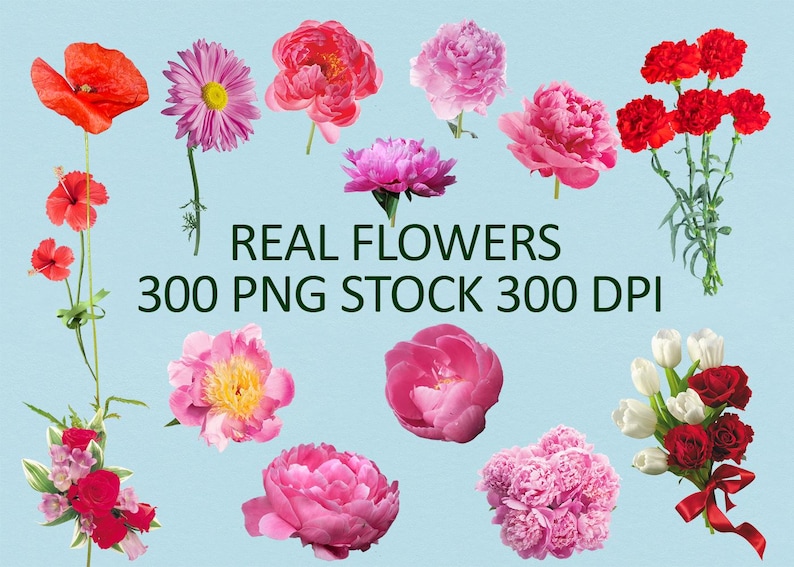 300 Real Flowers PNG, Red White Flower Clipart, Rose Flower Photo Overlays, Summer, Spring image 3