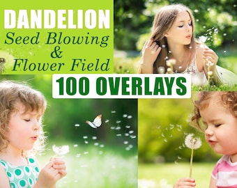 100 Dandelion Flowers Photo Overlays, Photography Overlay Textures, Photo Prop, Photoshop overlays, spring flowers, seed dandelion blowing
