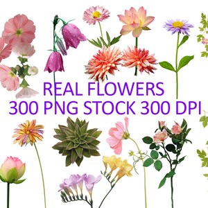 May include: A collection of various real flowers in shades of pink, purple, yellow, and orange, including dahlias, daisies, and bell-shaped blooms. The image includes the text "REAL FLOWERS 300 PNG STOCK 300 DPI".