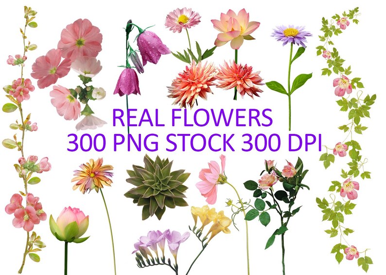 May include: A collection of various real flowers in shades of pink, purple, yellow, and orange, including dahlias, daisies, and bell-shaped blooms. The image includes the text "REAL FLOWERS 300 PNG STOCK 300 DPI".
