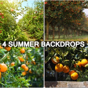 4 Summer Digital Backdrops, Red Apples, Trees in the Orchard, Ripening Cherries on Orchard Tree Orange Garden Trees with ripe fruits hanging