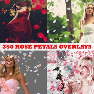 350 RED Rose Petals Overlays for Photoshop, petals red overlay, valentine overlays, falling rose petals, Trasparent background PNG PSD File