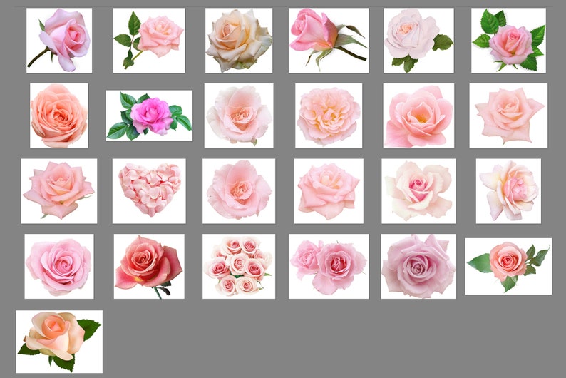 May include: A collection of 25 pink roses, some with green leaves, arranged in a grid pattern on a white background.