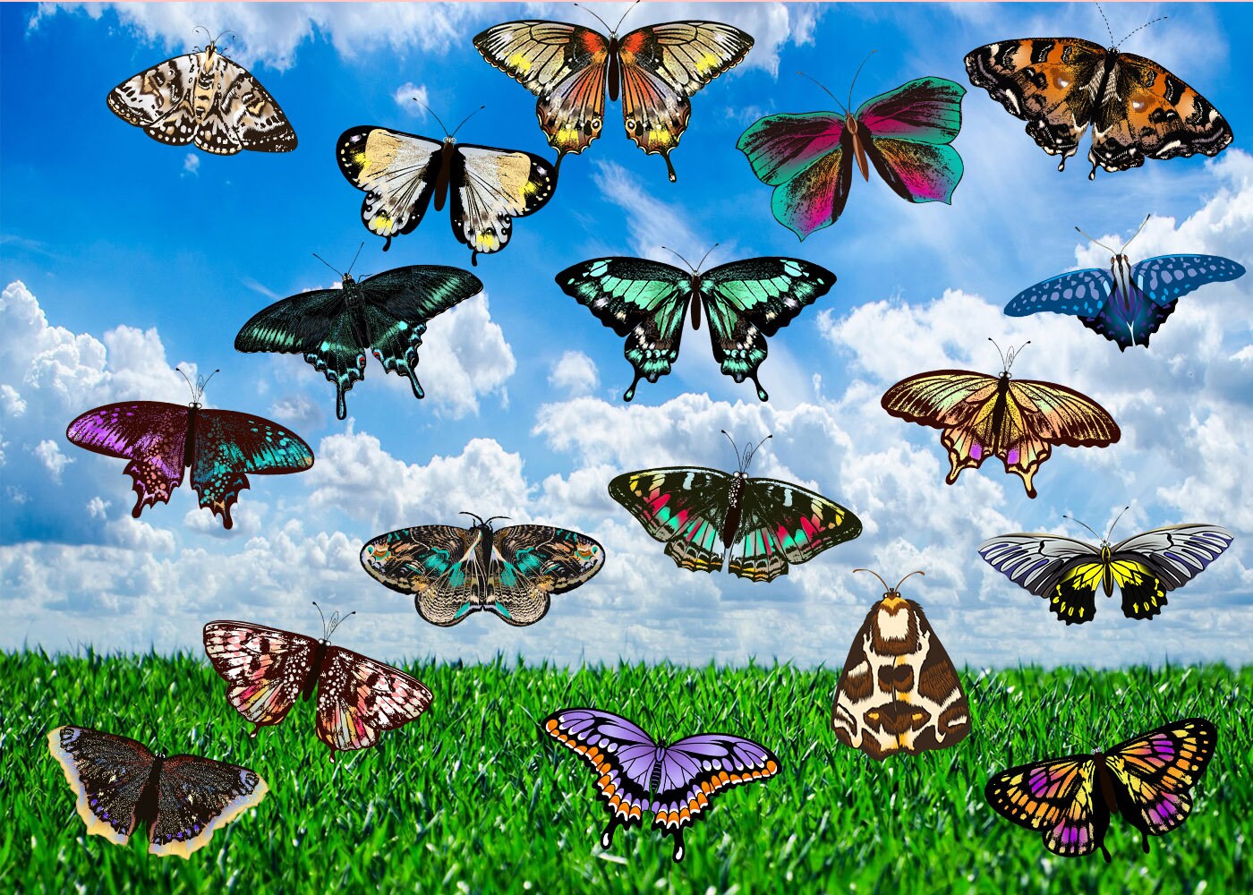 150 Butterflies Photo Overlays Butterfly Overlays for Etsy