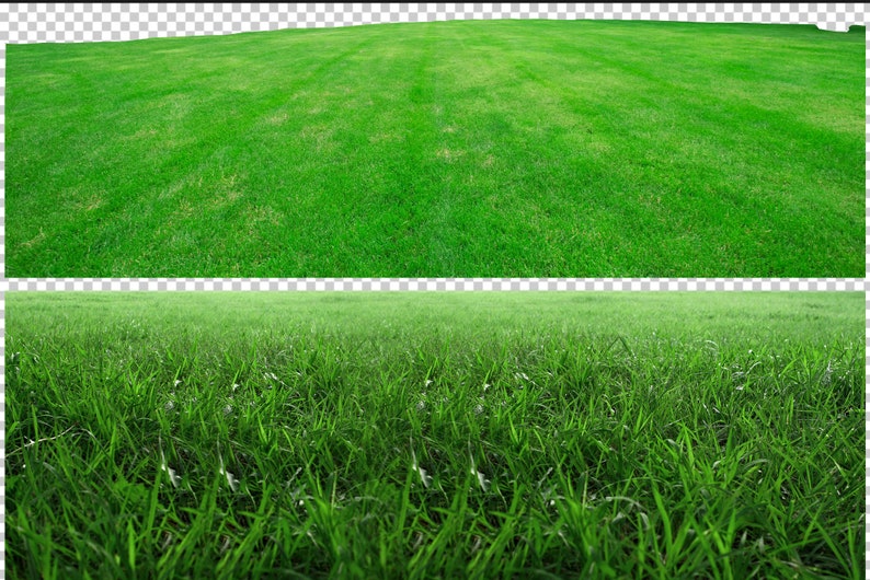 May include: A close-up view of a lush green lawn with blades of grass in focus. The lawn is well-maintained and appears to be freshly cut.