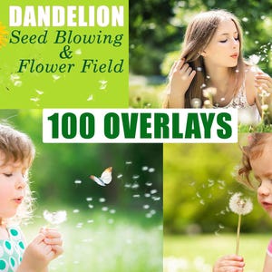100 Dandelion Flowers Photo Overlays, Photography Overlay Textures, Photo Prop, Photoshop overlays, spring flowers, seed dandelion blowing