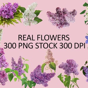 May include: An assortment of real flowers, including purple, white, and lavender lilacs, and blue lilies, are arranged on a pink background. The image includes the text "REAL FLOWERS 300 PNG STOCK 300 DPI".