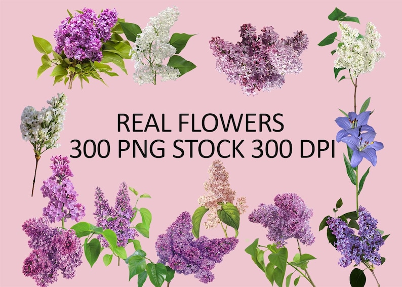 May include: An assortment of real flowers, including purple, white, and lavender lilacs, and blue lilies, are arranged on a pink background. The image includes the text "REAL FLOWERS 300 PNG STOCK 300 DPI".