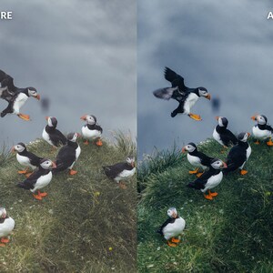 Op de afbeelding: Een groep zwart-witte papegaaiduikers met oranje snavels zitten op een grasbegroeide klif. De papegaaiduikers kijken in verschillende richtingen. Een papegaaiduiker vliegt in de lucht.