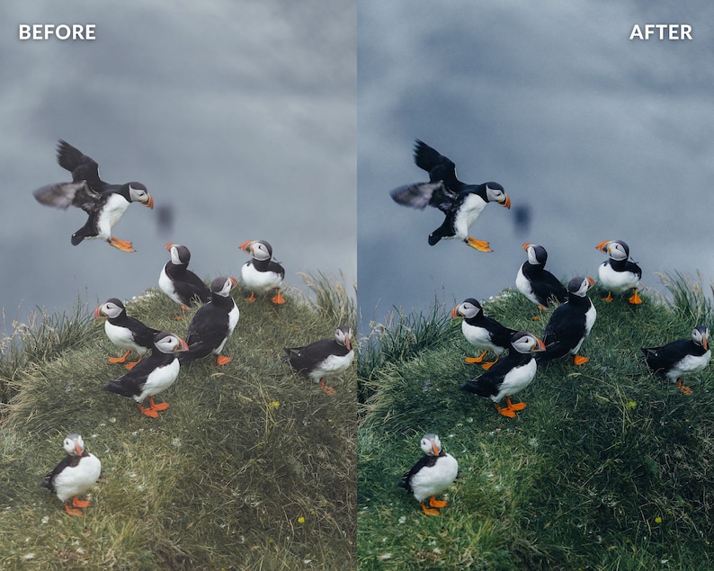 Op de afbeelding: Een groep zwart-witte papegaaiduikers met oranje snavels zitten op een grasbegroeide klif. De papegaaiduikers kijken in verschillende richtingen. Een papegaaiduiker vliegt in de lucht.