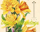 PRINTABLE Vintage 1915 Easter Daffodils Spring Clip Art Digital Print Narcissus Clip Art Digital Instant Download Easter Clip Art Jonquils