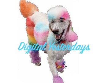 PRINTABLE Pride Poodle Dog Rainbow Dog Color Digital Clip Art Digital Jpeg Photo Instant Download Rainbow Flag Etsy UK