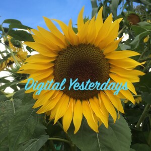 PRINTABLE Sunflower Color Digital Clip Art Digital Jpeg Photo Instant Download Summer Clip Art Flowers