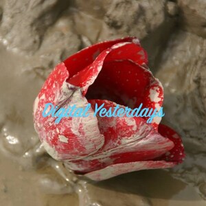 Tulipe rouge boueuse imprimable couleur numérique clip art numérique Jpeg photo téléchargement immédiat printemps clip art fleurs