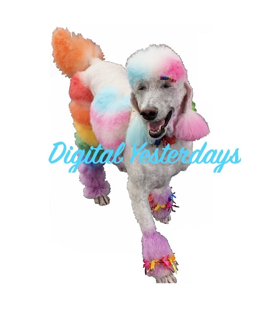 PRINTABLE Pride Poodle Dog Rainbow Dog Color Digital Clip Art Digital Jpeg  Photo Instant Download Rainbow Flag
