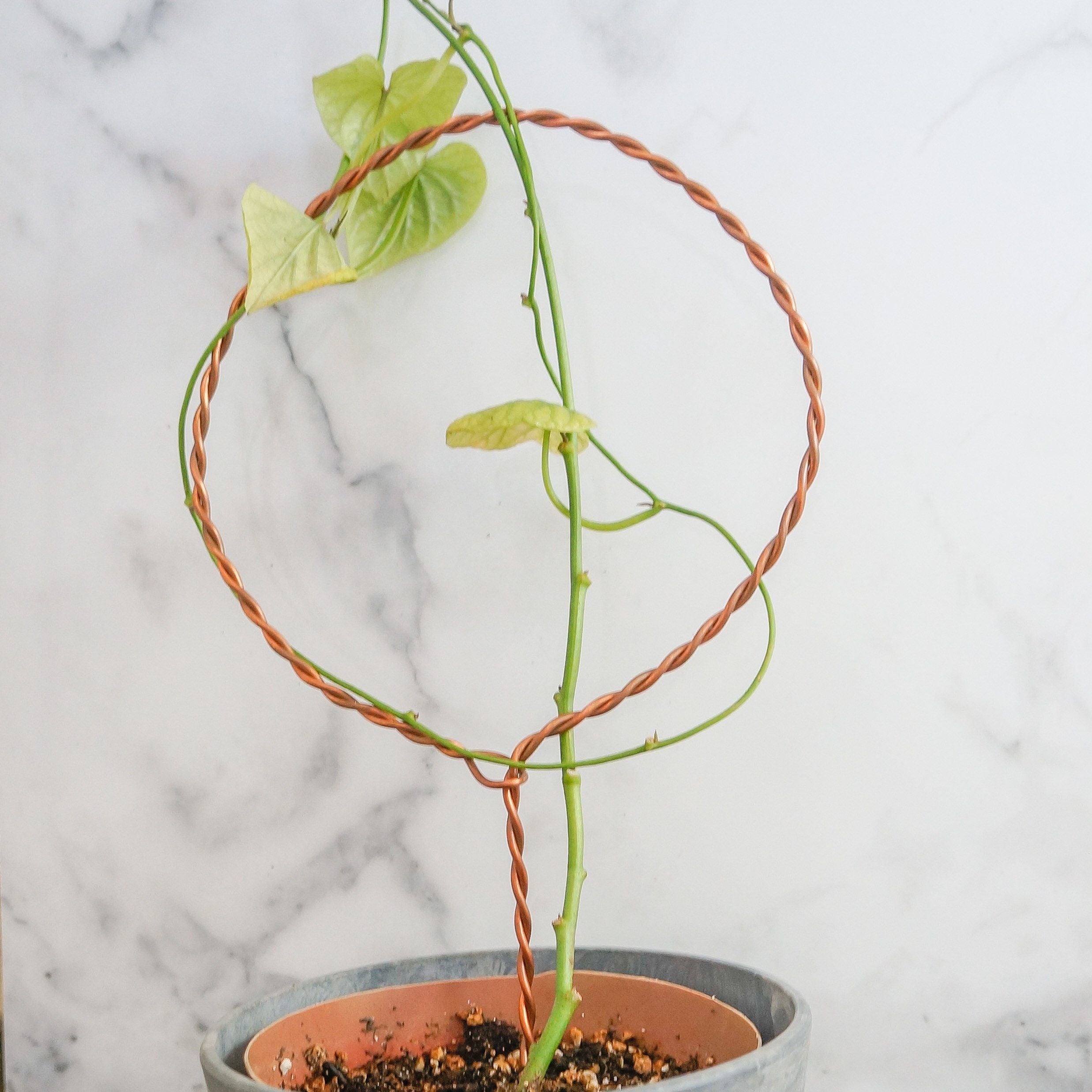 Twisted copper plant stake repurposed copper wire plant Etsy