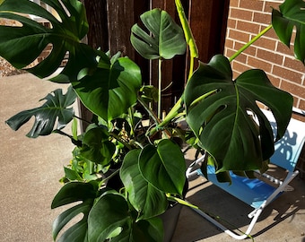 monstera adansonii düngen Monstera adansonii 'Mint' Babypflanze main image 0