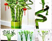 100pcs hot sale rare BAMBOO seeds LUCKY BAMBOO seeds child gift bonsai decoration for Home Garden