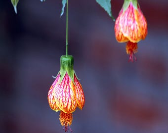 Фуксия Семенами Выращивание Купить