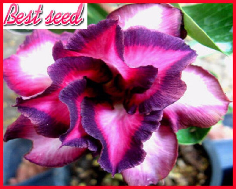 Adenium Desert Rose 2 Seeds dark red spiral petals with black edge flower