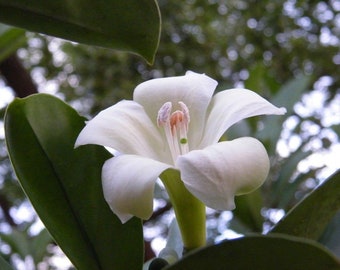 20 SEED Fagraea ceilanica White rare thai PERPUME FLOWER shrub 2018