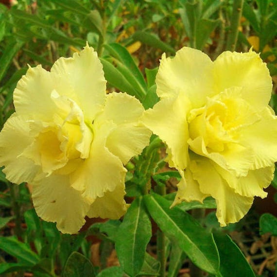Rosa do Deserto