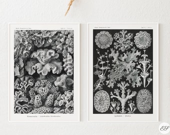 May include: Two black and white botanical illustrations of different types of coral. The illustrations are framed in white and have German text below them.