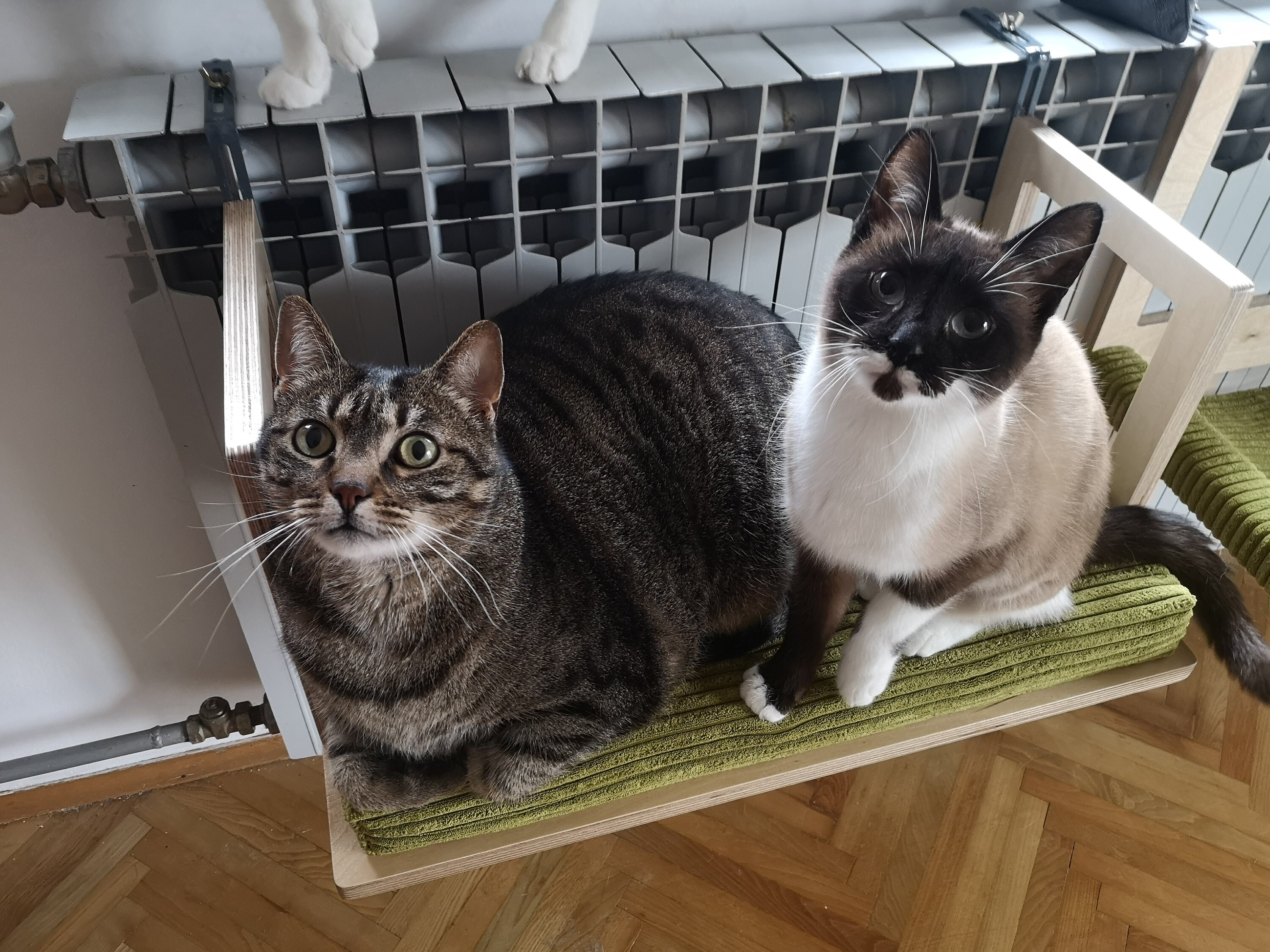 Toasty Bigcat Flat Cat Radiator Bed Cat Radiator Basket Radiator Hanger Cat Radiator Shelf Radiator Cradle Cat Radiator Cushion Etsy UK