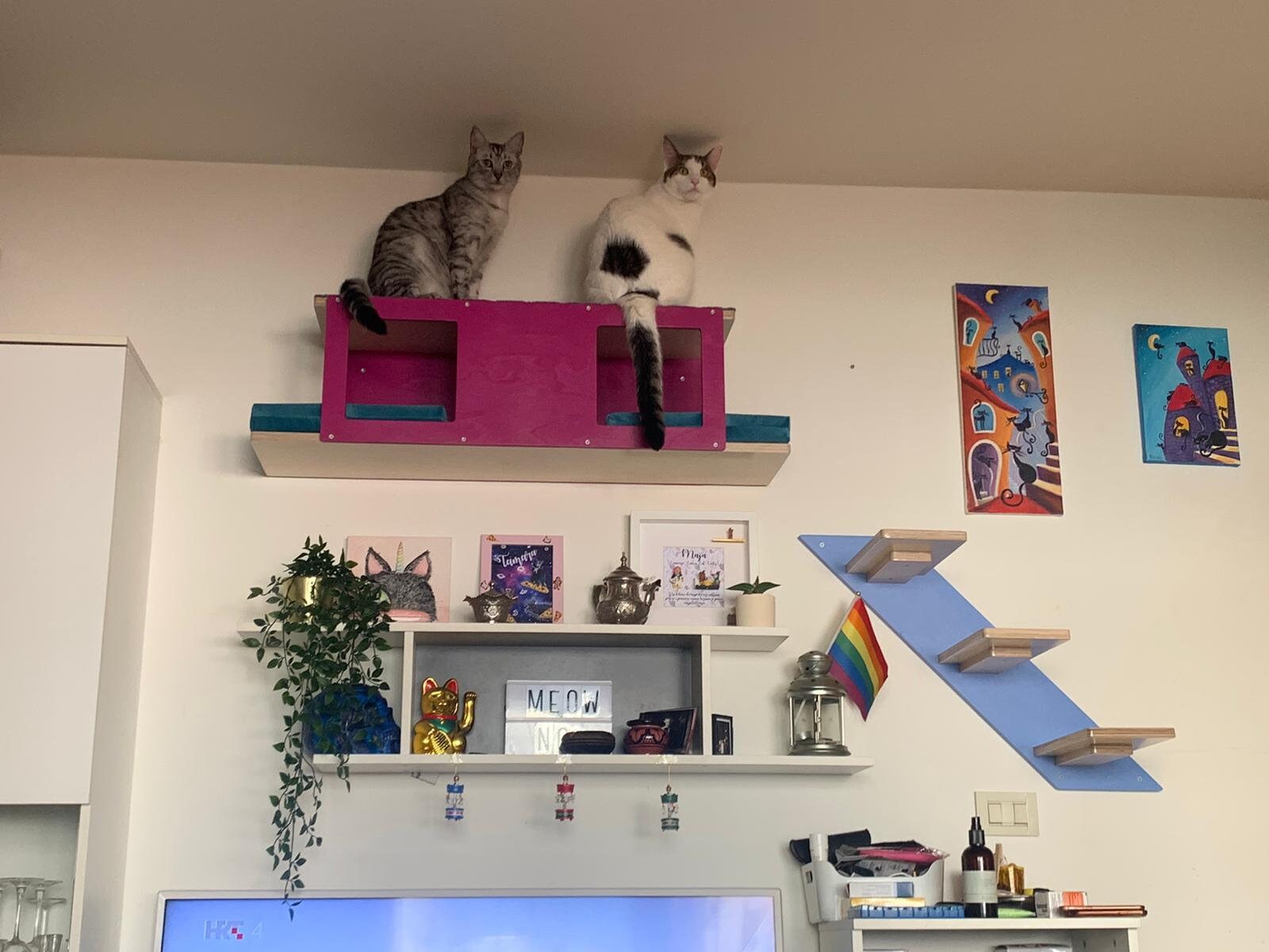 interior wall cat tunnel