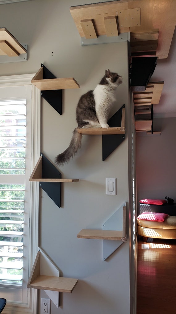 Creative Cat bilingual Shelves for