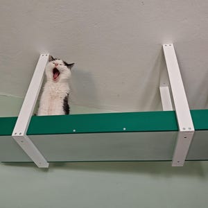 Wally Skyway - ceiling-mounted cat shelf, feline highway, walkway