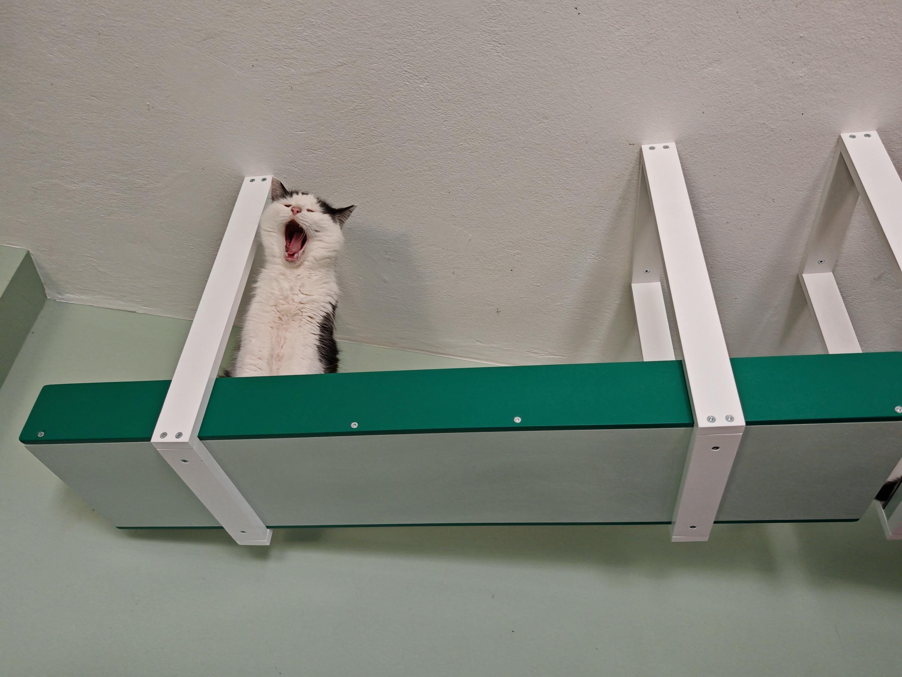 Catwalk Cat Walk - Etsy Canada