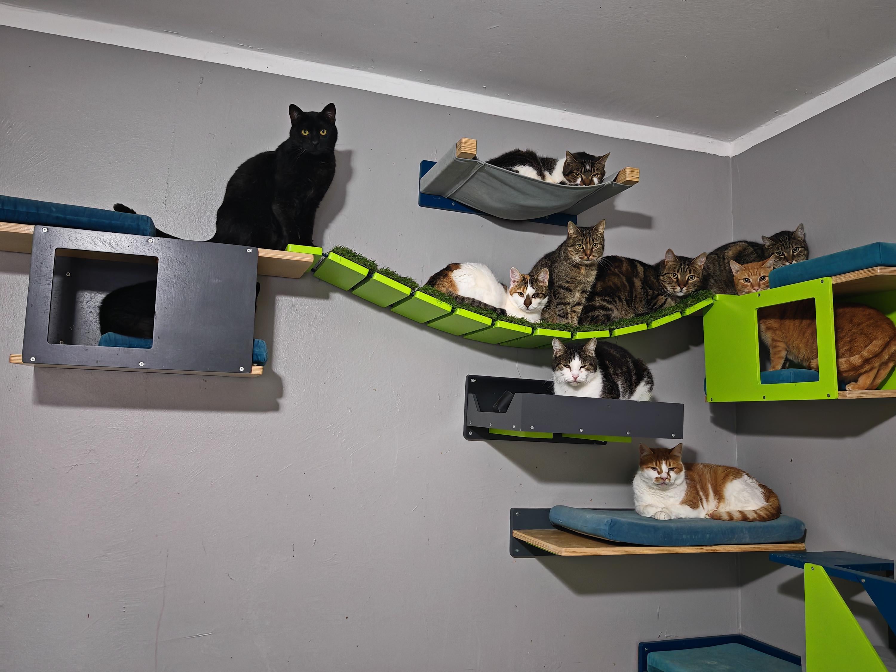 Parque Infantil Juguetes De Pared Para Gatos Estantes Hexagonales