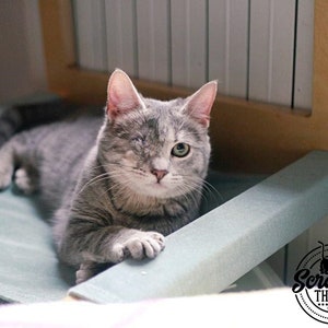 Toasty Cot, Cat Radiator Bed, Cat Hammock, Cat Radiator Cradle, Cat Furniture, Wooden Radiator Hanger
