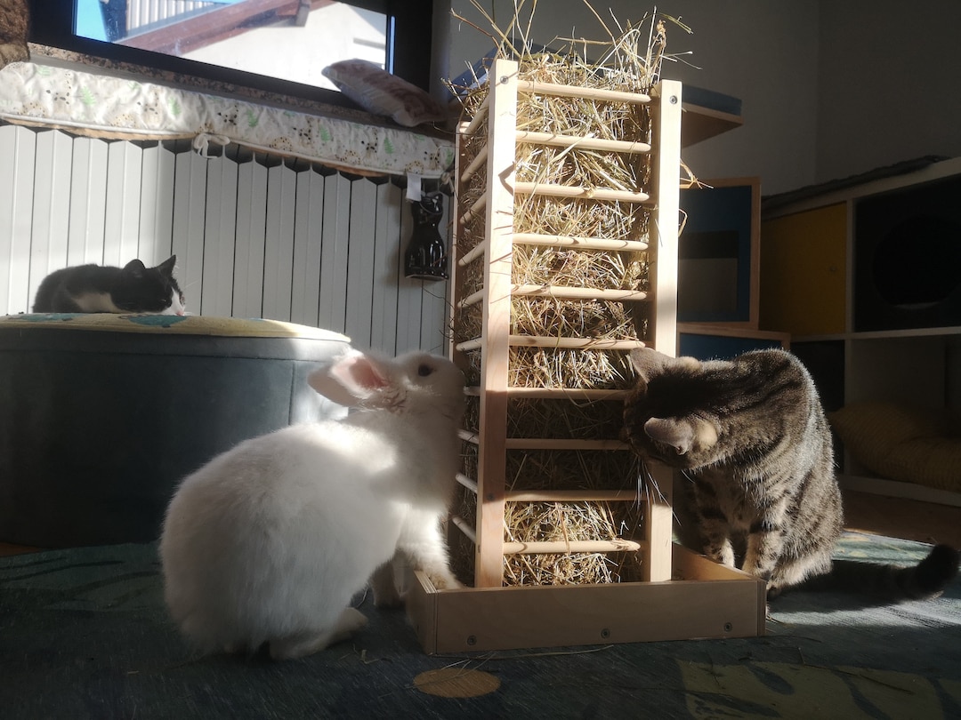Nibbler Haytower Bunny Rabbit Hay Holder Hay Tower Hay Stand Hay Rack Hay Feeder Bunny Toy Bunny Furniture Hay Bin Hay Loft Etsy