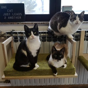 Könnte beinhalten: Drei Katzen verschiedener Rassen sitzen auf einer Holzkonstruktion mit grünen Kissen. Eine ist schwarz-weiß, eine weitere grau-weiß und die dritte braun-schwarz. Ein Schild zeigt "ONE CAT JUST LEADS 2 ANOTHER."