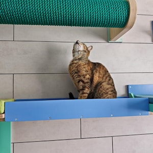Puede incluir: Un gato atigrado marrón está sentado en una estantería azul para gatos, mirando hacia arriba. El gato está posicionado frente a una estructura de escalada para gatos montada en la pared con un poste rascador de cuerda verde y estantes azules y verdes adicionales.