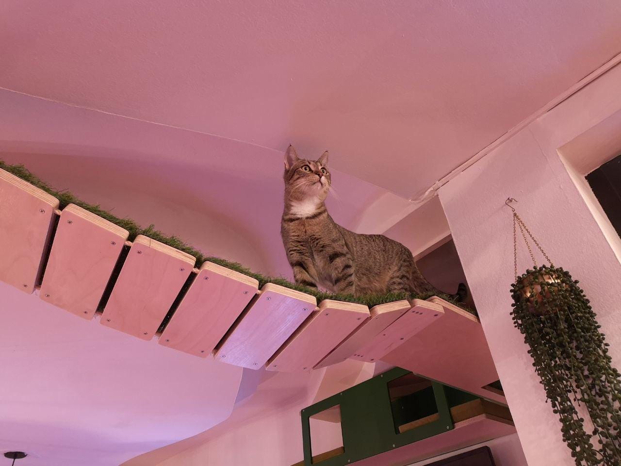 Wally Widebridge (solo - Solo Mount), Cat Bridge, Wall Mounted