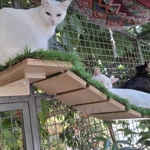 Catio WideBridge, ponte per gatti da esterno con ampie doghe (montaggio a 1 gradino)