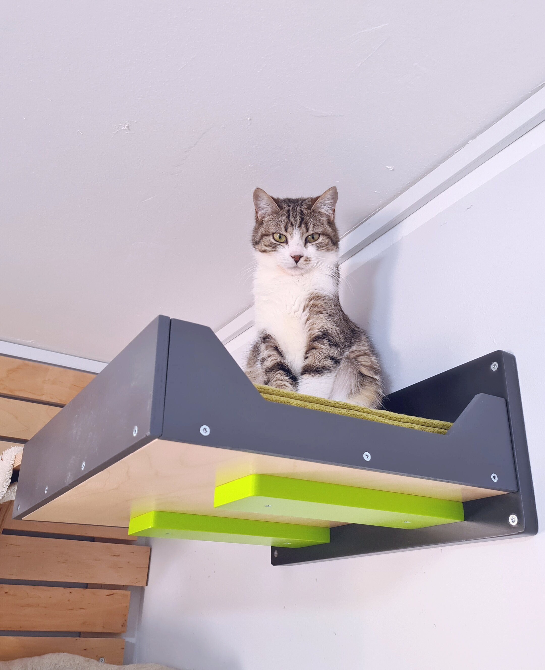 Juego de escalador para gatos montado en la pared, estantes y perchas para  gatos, cama flotante para gatos, escalador de puente, soporte de escaleras