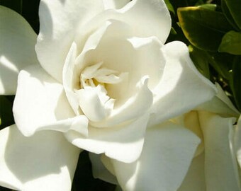 Southern Living Gardinia Jubilation