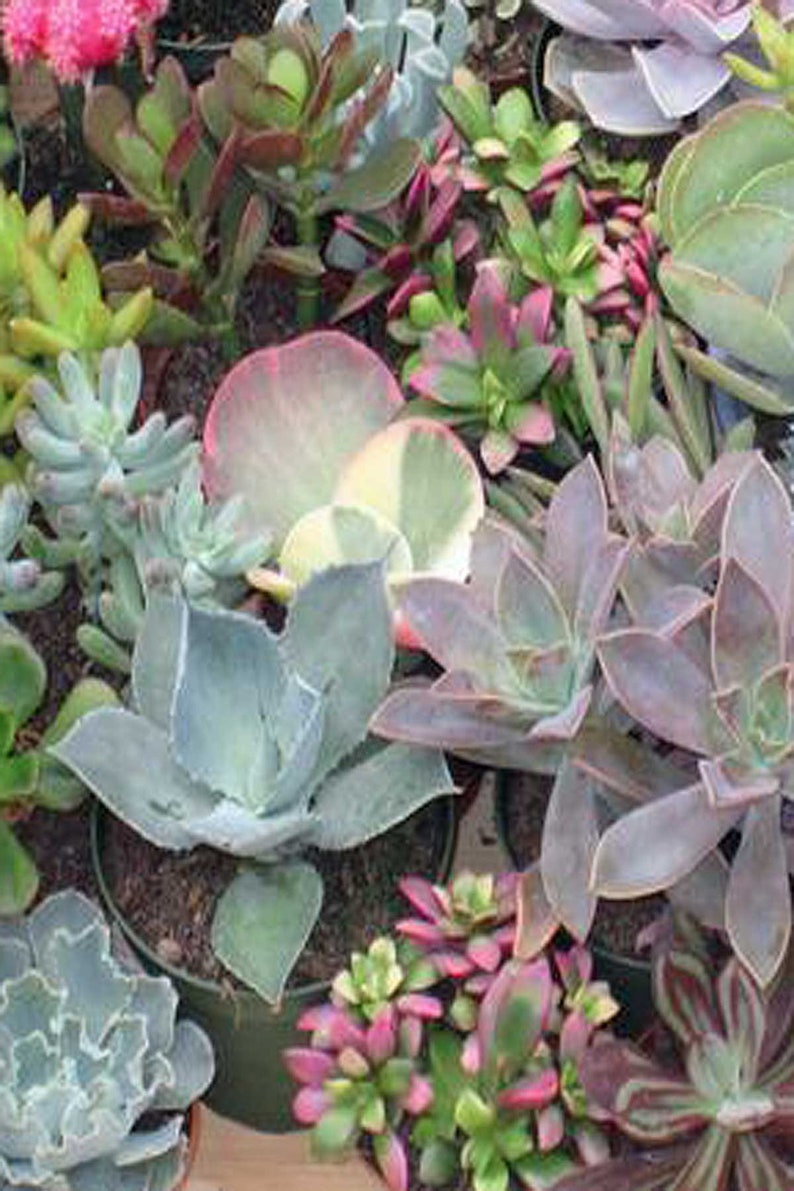 Echeveria Succulent Assortment, Excludes: AZ, AZ Grower/'s Select