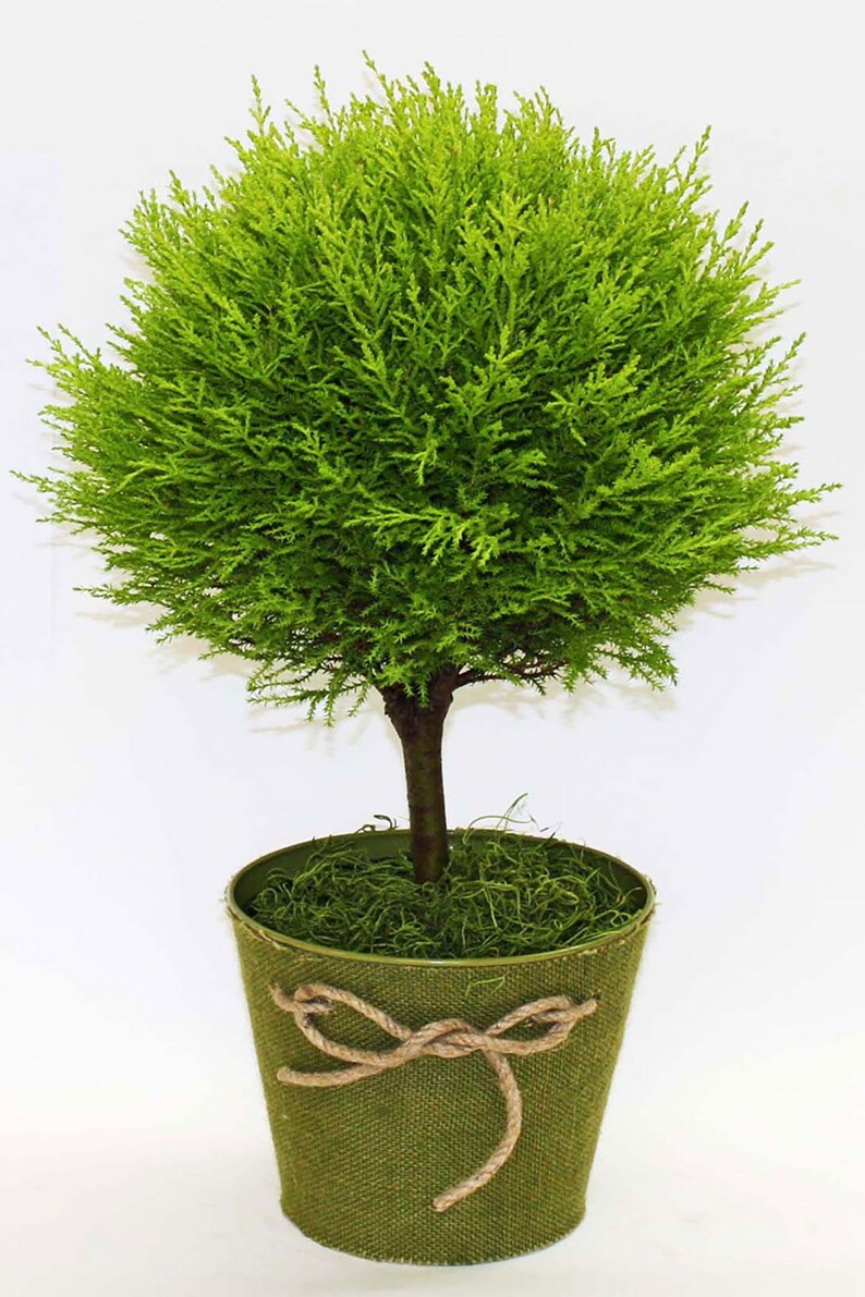 Lemon Cypress Goldcrest Topiary Tree Size 6.5 pot Etsy