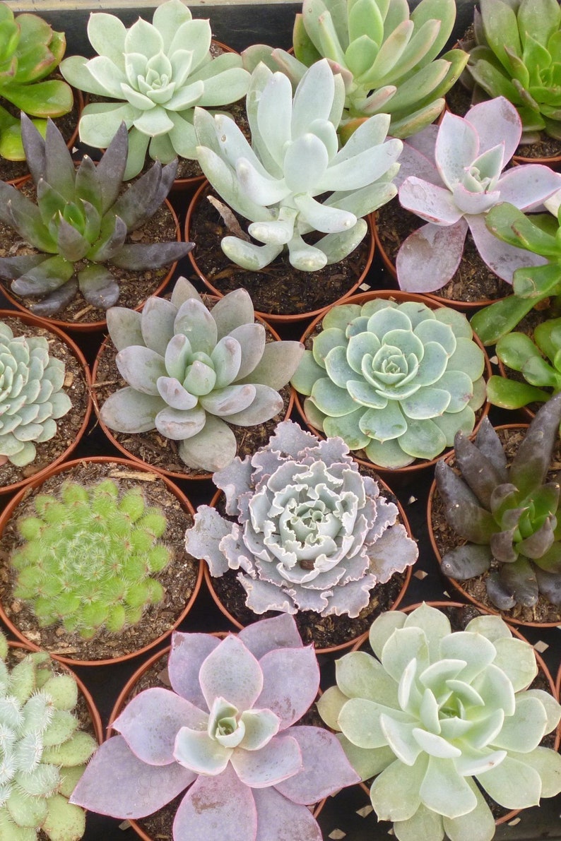 Echeveria Succulent Assortment, Excludes: AZ, AZ Grower/'s Select