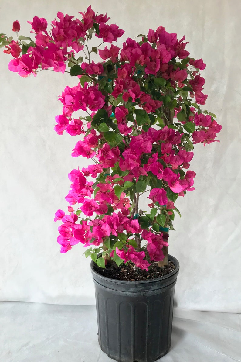 Barbara Karst Red Bougainvillea Plant Excludes CA AZ Etsy