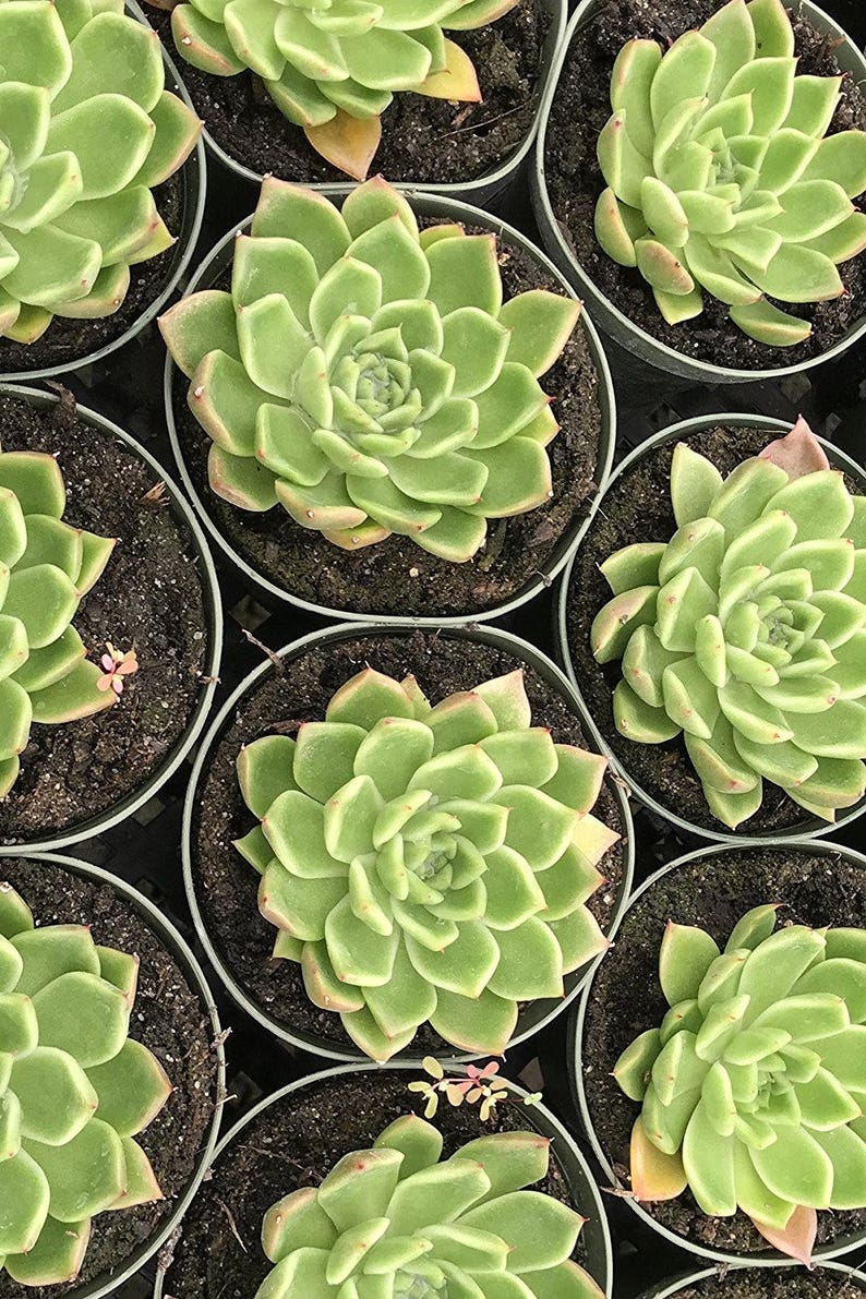 Echeveria Succulent Assortment, Excludes: AZ, AZ Grower/'s Select
