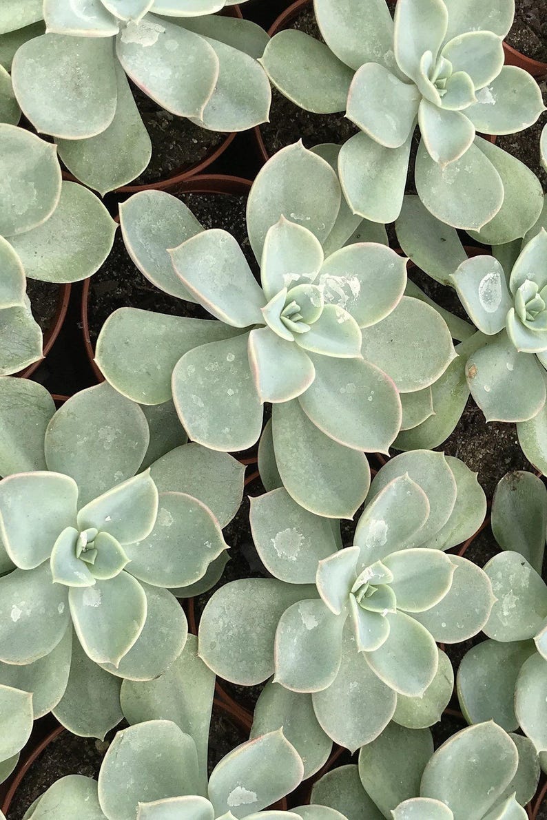 Echeveria Succulent Assortment, Excludes: AZ, AZ Grower/'s Select